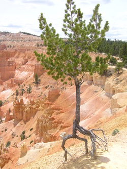 Die Erosion des Canyonrandes macht dem Baum zu schaffen