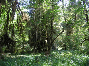 Regenwald